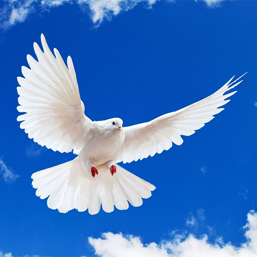 peace-dove
